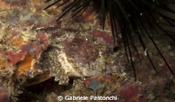 Scorpion fish by Gabriele Pastonchi 